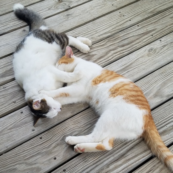 Meet your Posher, Lorri - Picture 4 of 6